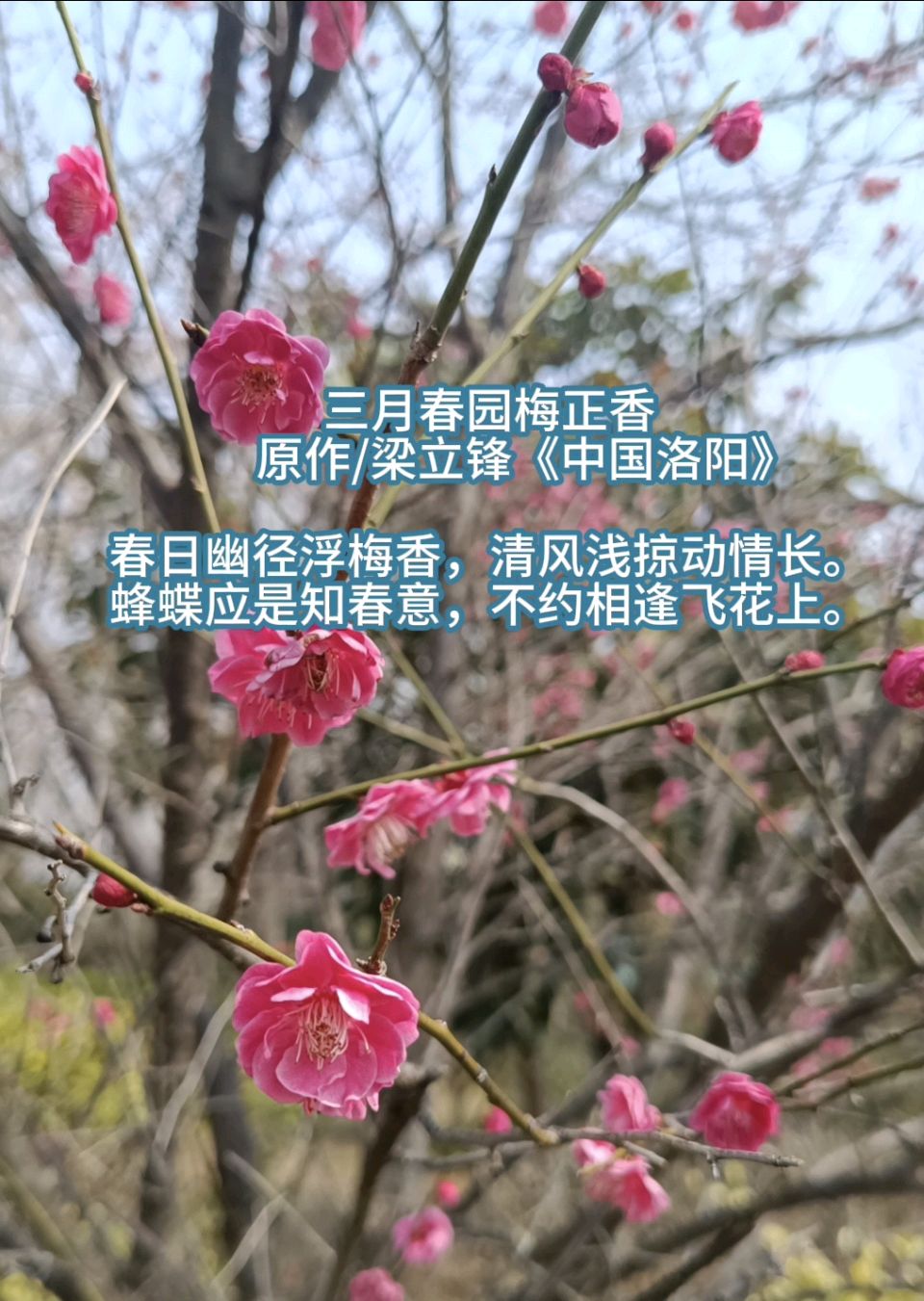 三月春园梅正香 原作/梁立锋（图9）