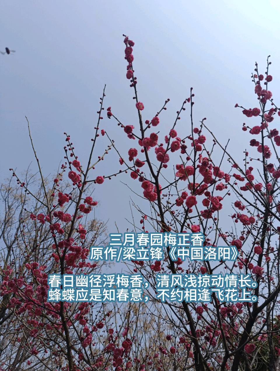 三月春园梅正香 原作/梁立锋（图8）