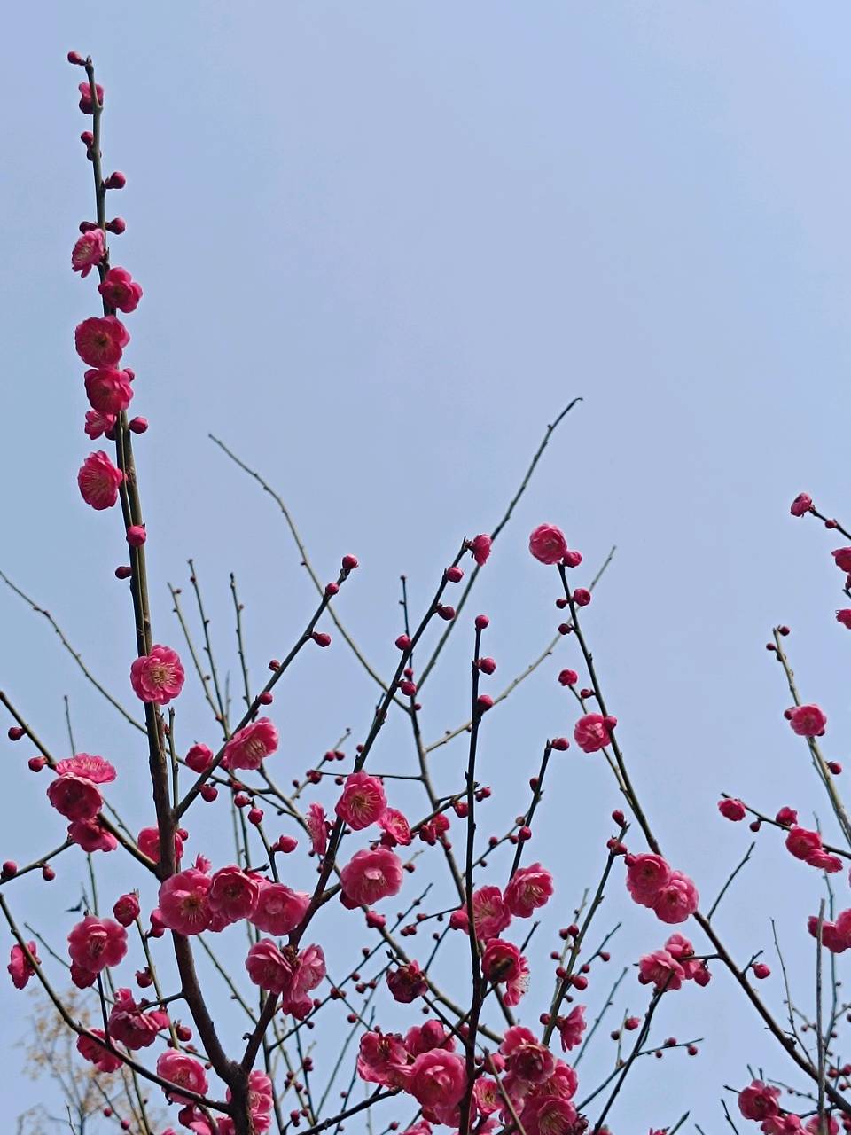 三月春园梅正香 原作/梁立锋（图10）