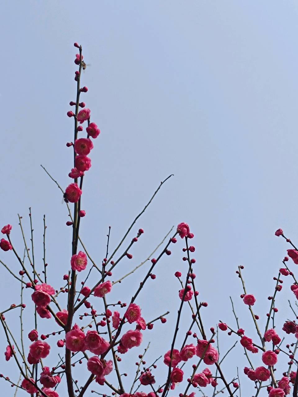 三月春园梅正香 原作/梁立锋（图14）