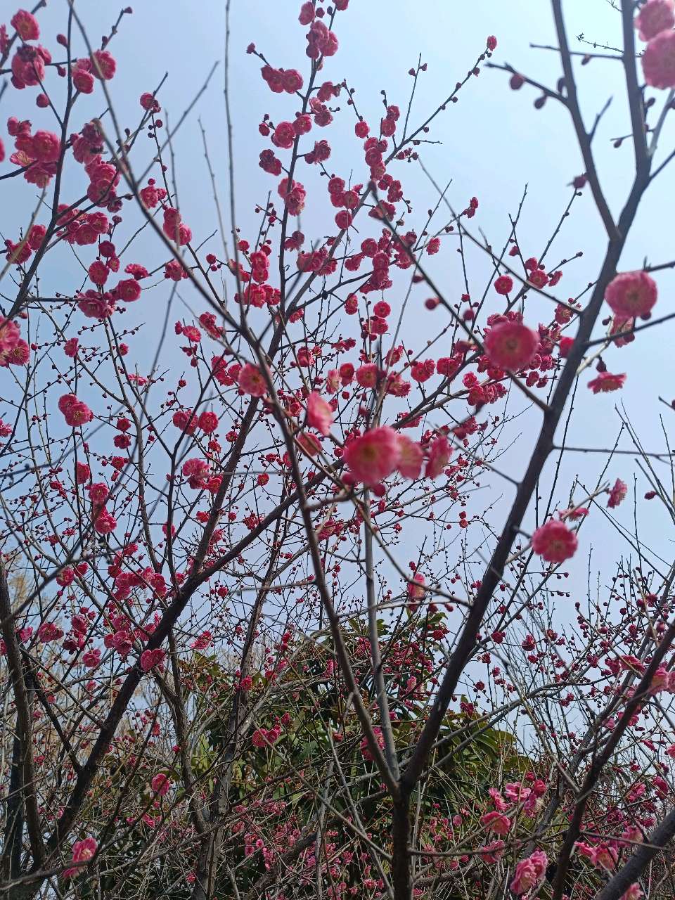 三月春园梅正香 原作/梁立锋（图22）