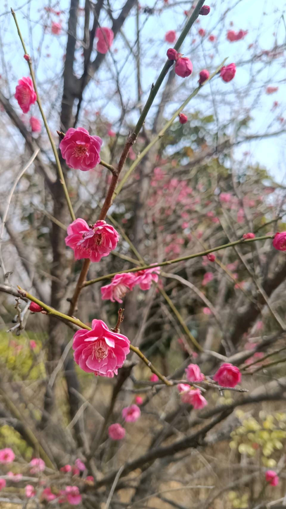 三月春园梅正香 原作/梁立锋（图25）