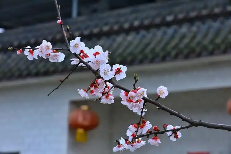 对句活动（21）‖巴彦诗词楹联协会【890】（图6）