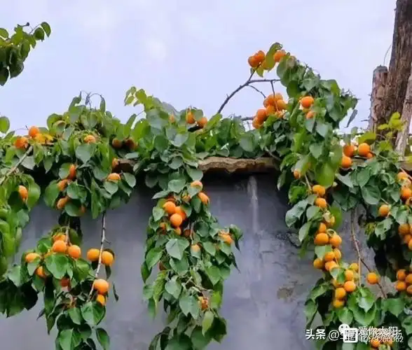 对句活动（21）‖巴彦诗词楹联协会【890】（图7）