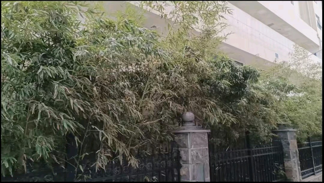 典籍说洛阳（98）——破柱除奸