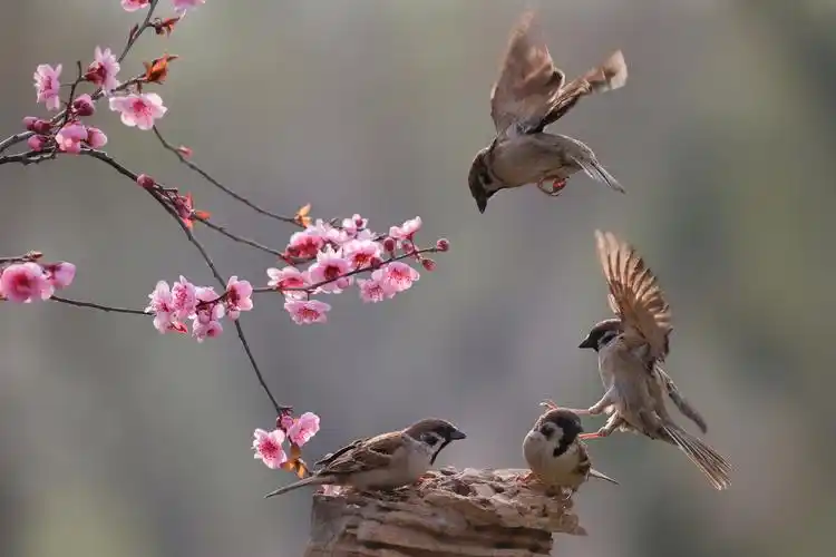 春的气息（5）‖巴彦诗词楹联协会【891】（图5）