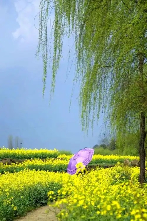 把三月装进相册里：作者||肖焕新-朗诵||黑天鹅｜海外头条（图6）