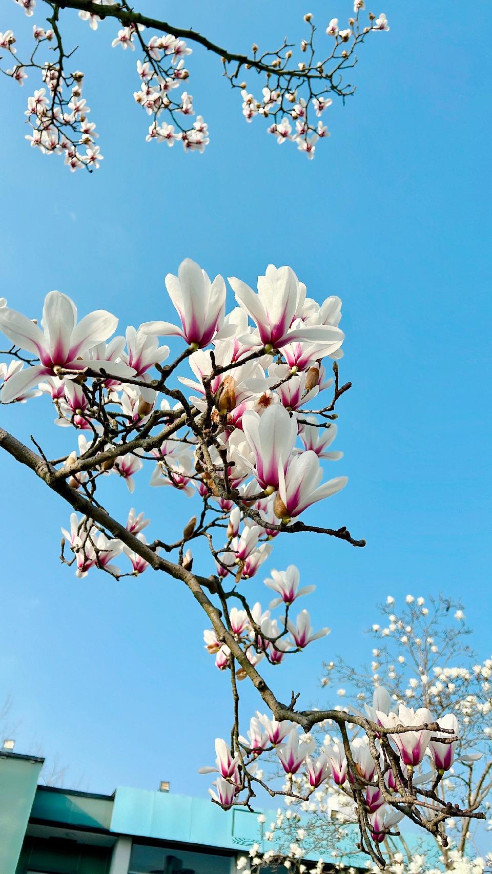 【新山东文学社】《玉兰花开吐芬芳》作者/张秀祥 主播/红叶(图4)