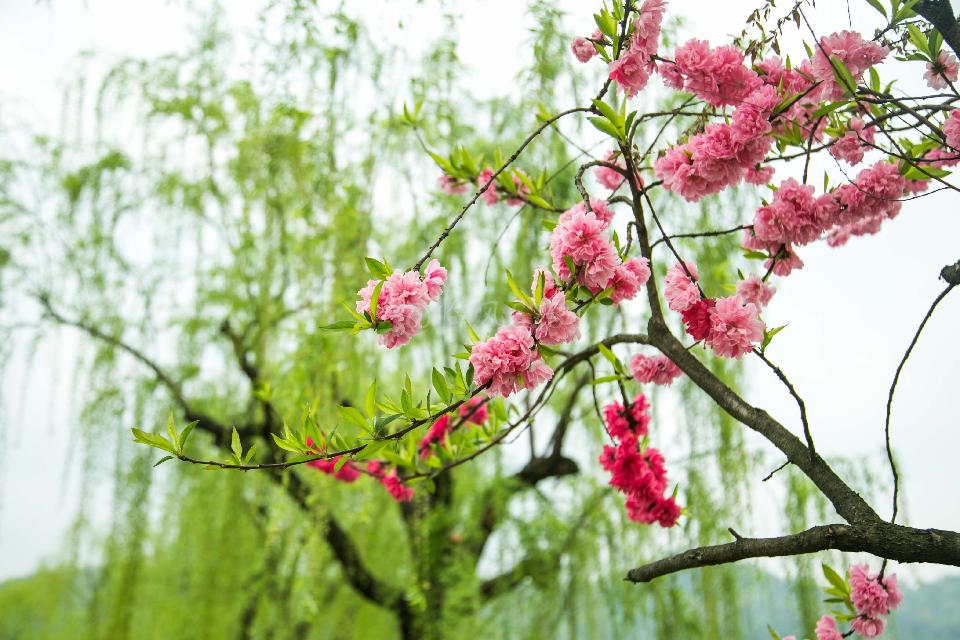 【新山东文学社】《三月,恋歌》作者/云逍遥 主播/菊心拾雨(图5)