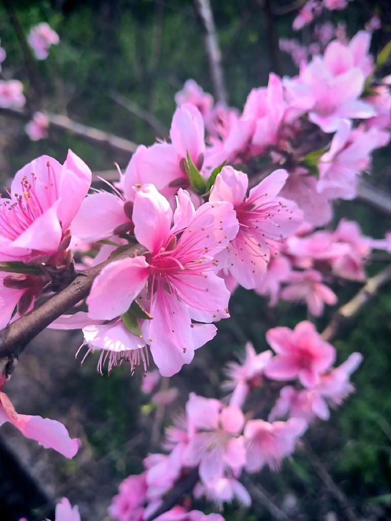 古剑：《哈尔滨札记: 桃花朵朵开》海外头条（图5）