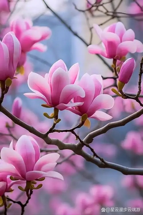 君兮：《花枝乱颤》海外头条（图5）