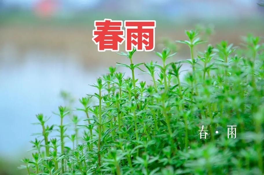 雁鸣：《春雨》海外头条（图5）