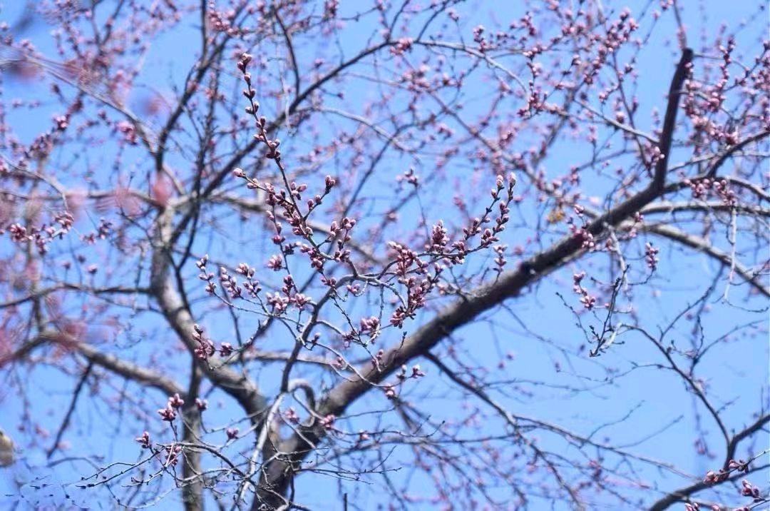 【故道文化·6366】张荣岐诗作《春风》（图2）