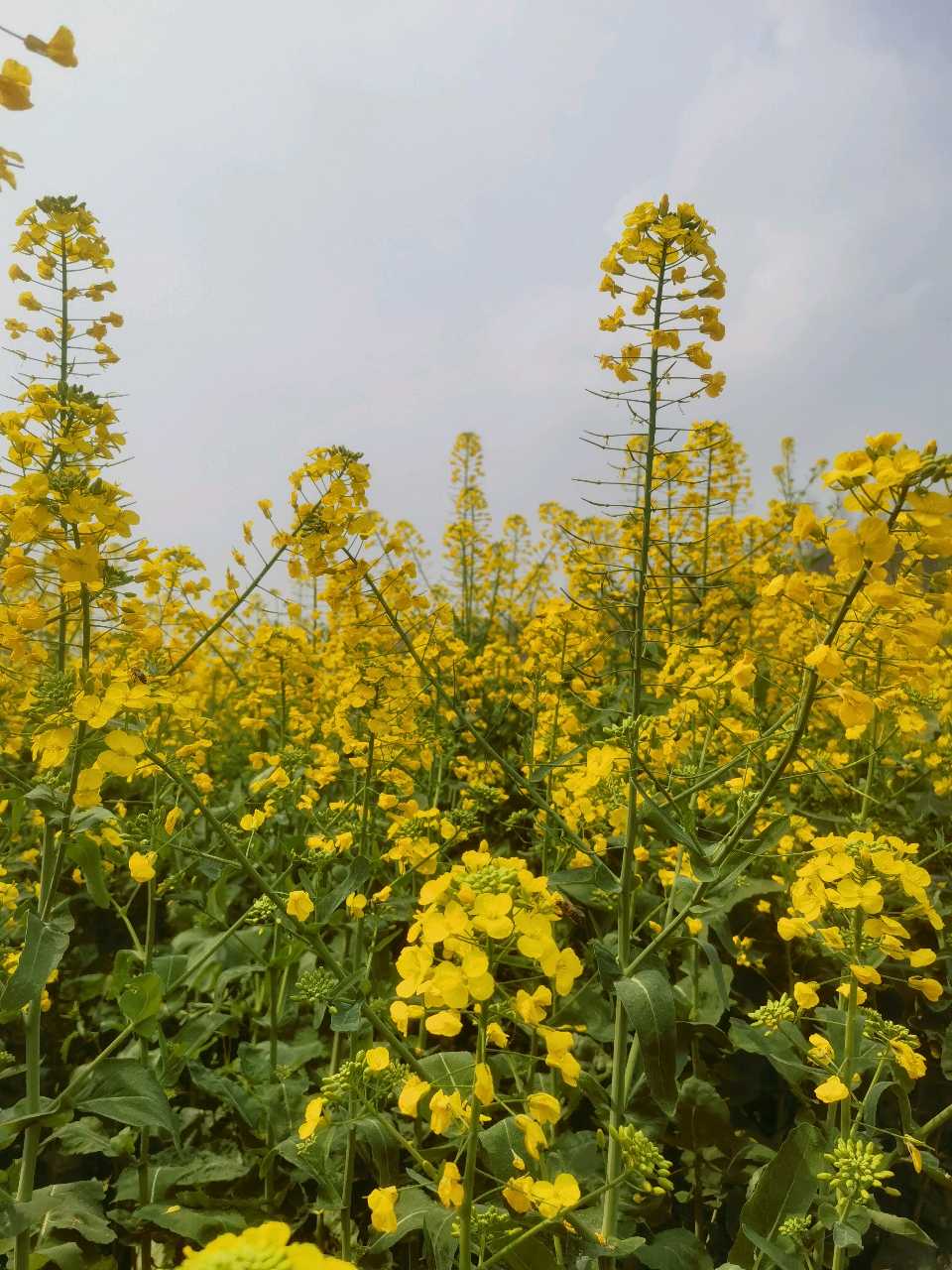「散文」走，上广阳岛赏油菜花去（图35）
