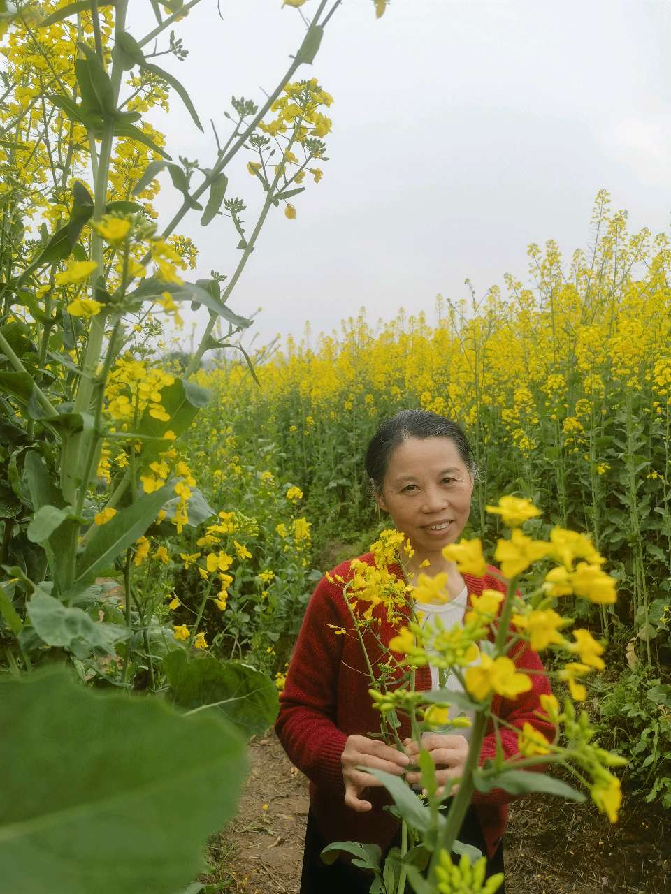 「散文」走,上广阳岛赏油菜花去(图32)