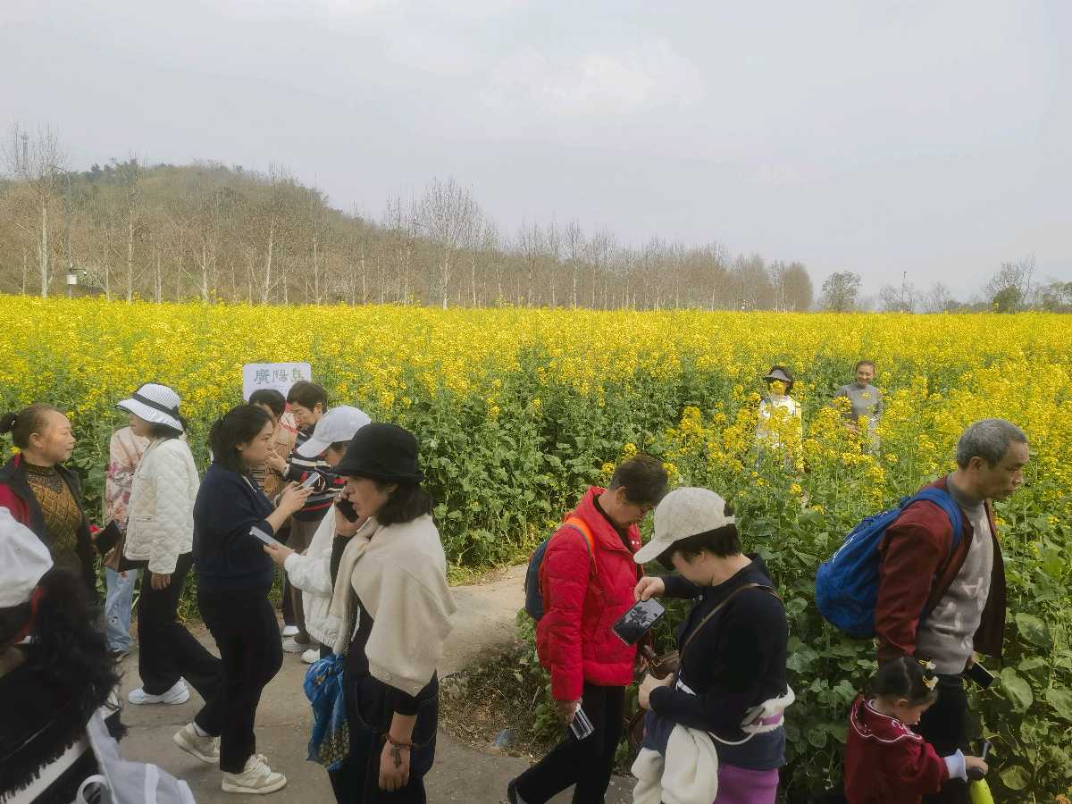 「散文」走，上广阳岛赏油菜花去（图18）