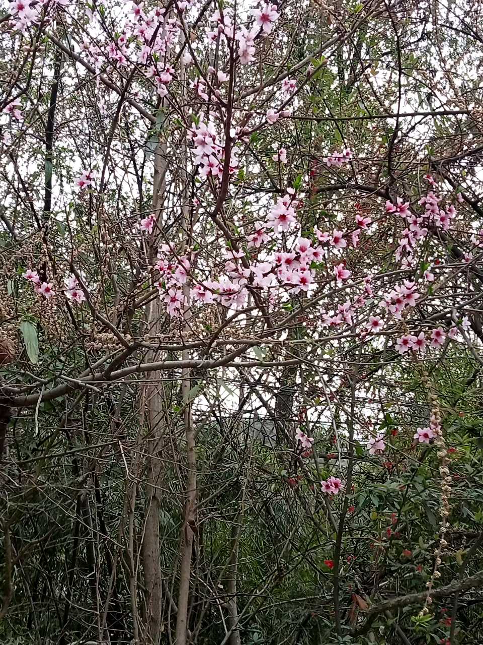 四川诗人王安惠《春之歌》（图8）