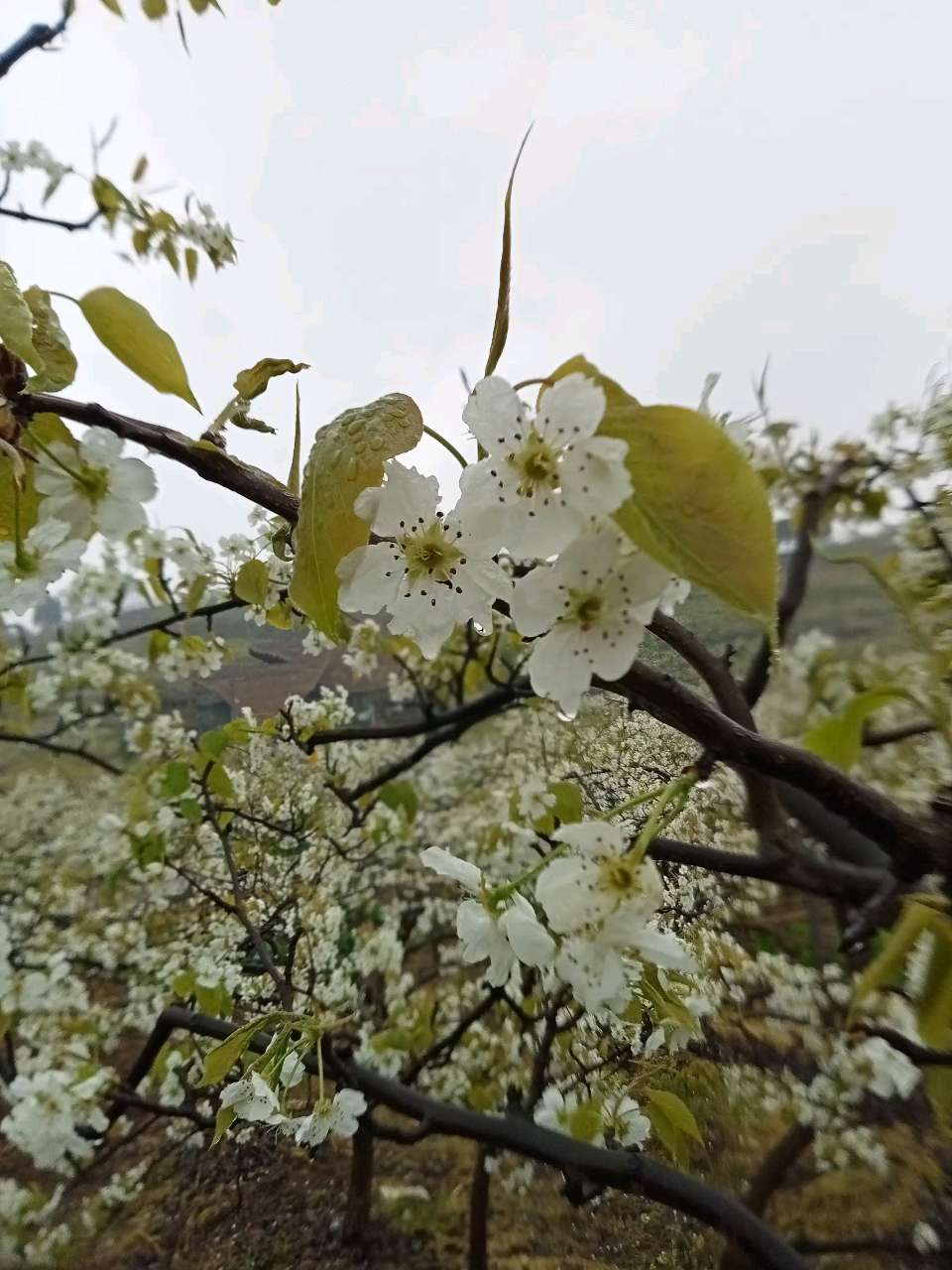 四川诗人王安惠《春之歌》（图14）
