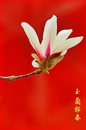春花（唱和）‖巴彦诗词楹联协会【892】（图4）