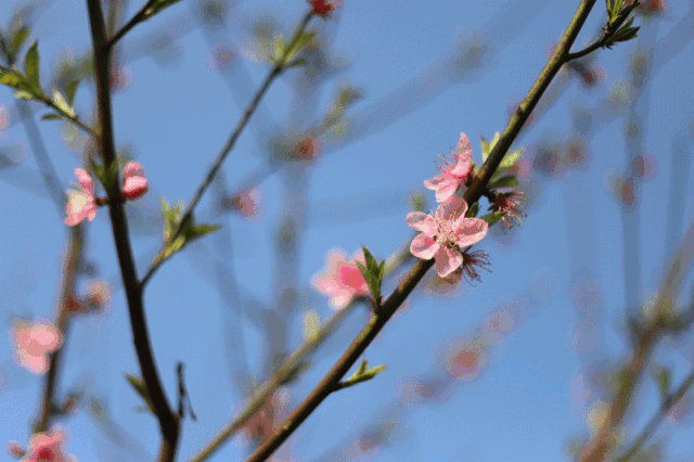 春花（唱和）‖巴彦诗词楹联协会【892】（图3）