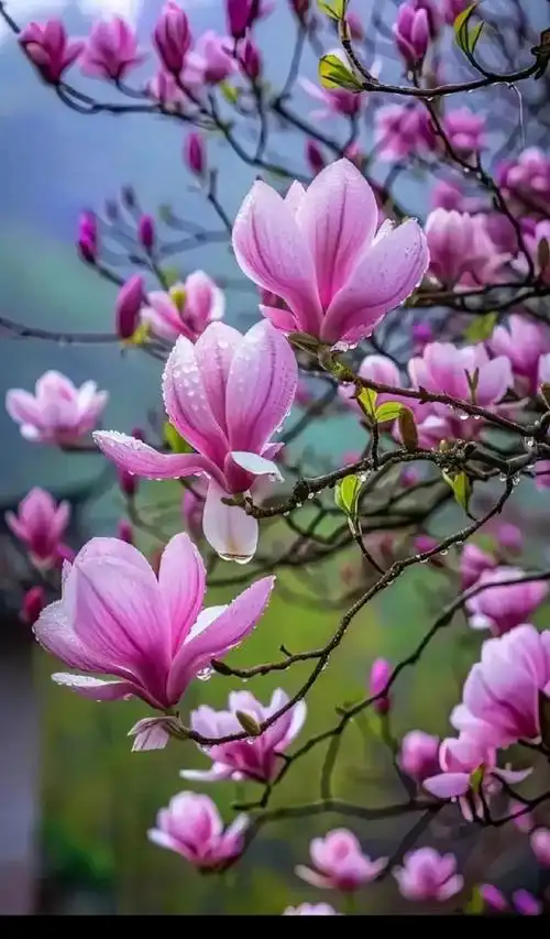 春花（唱和）‖巴彦诗词楹联协会【892】（图5）