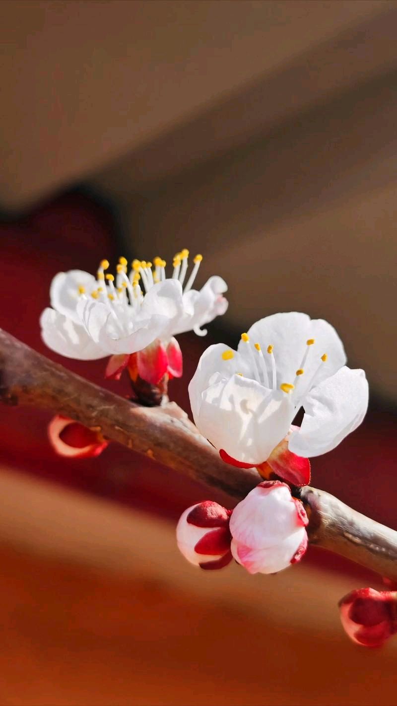 陕西郭丽霞《春天的本色》（图5）