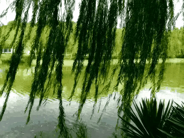 春风赋(文/孙述考)/神经导能疗法成功力克十年脊柱强直加顽咳(王保江)……莲叶之珠文学社(图4)