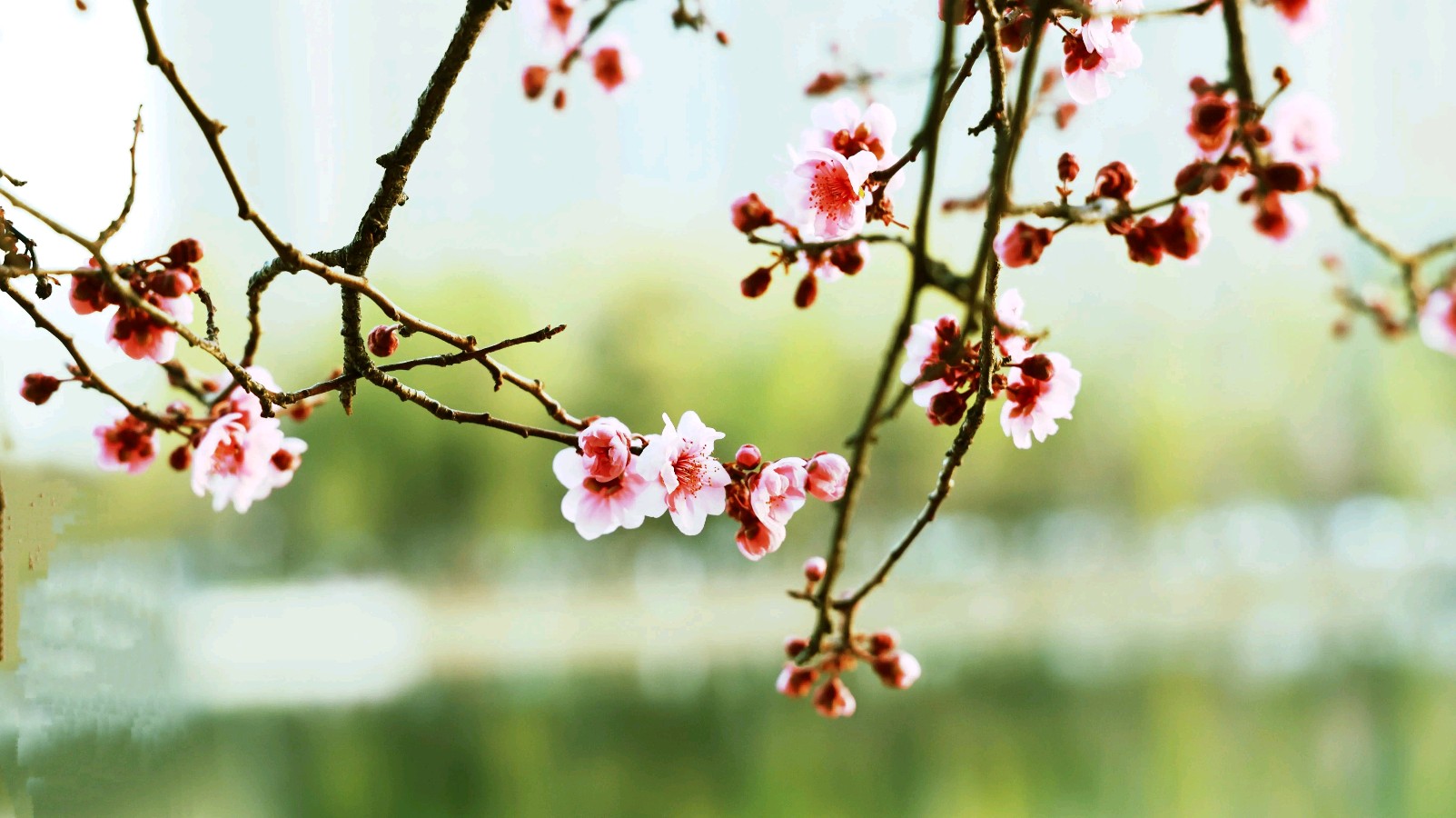 陈正的《七绝•杏花开了》（五首）