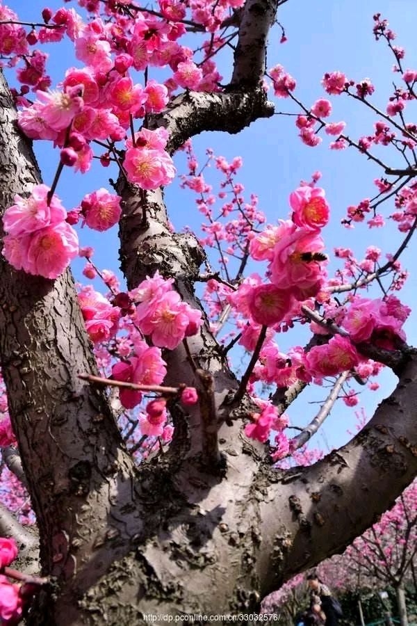 著名军旅作家韩春久《寒梅芬芳》（图3）