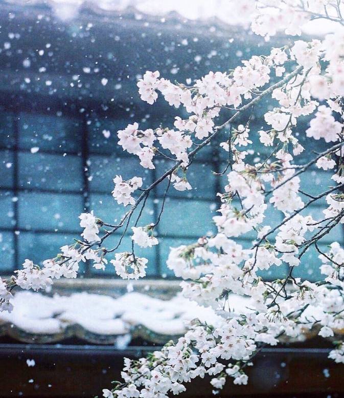 聆听 ‖ 弘华朗诵《春雪》作者/吴万瑞（图6）