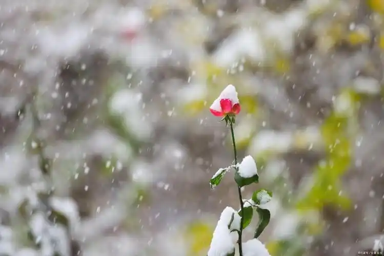 聆听 ‖ 弘华朗诵《春雪》作者/吴万瑞（图5）