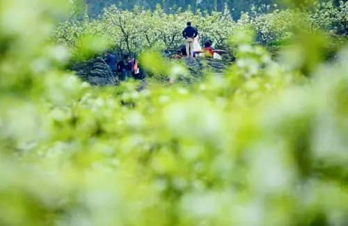 春光赋/听君一席话 胜读十年书（文/孙述考）……莲叶之珠文学社（图5）