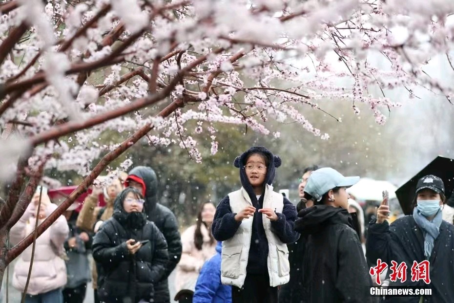 三月桃花雪后西海子公园（图2）
