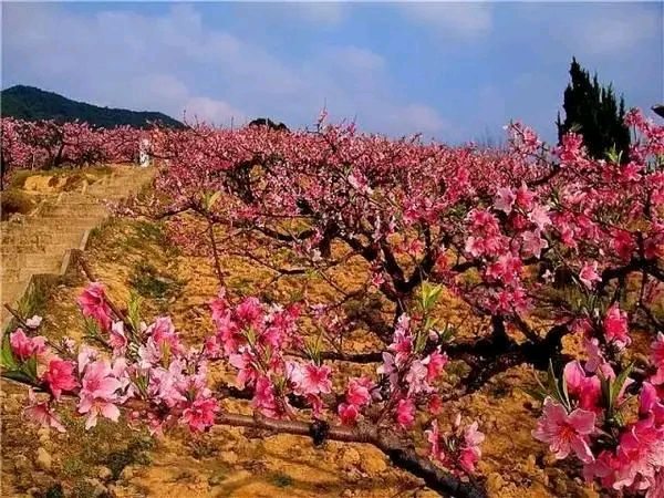 「纪实散文」桃花依旧笑春风（图6）