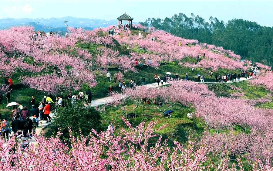 「纪实散文」桃花依旧笑春风（图13）