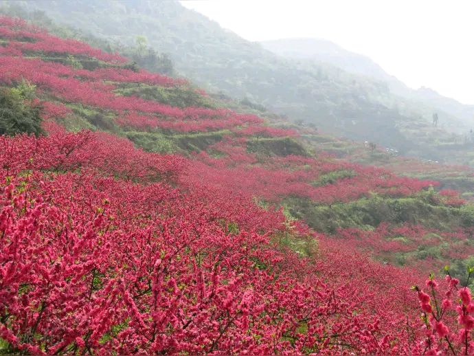 「纪实散文」桃花依旧笑春风（图9）