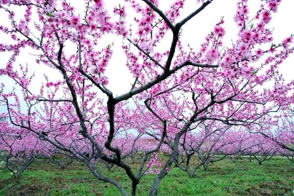 「纪实散文」桃花依旧笑春风（图7）
