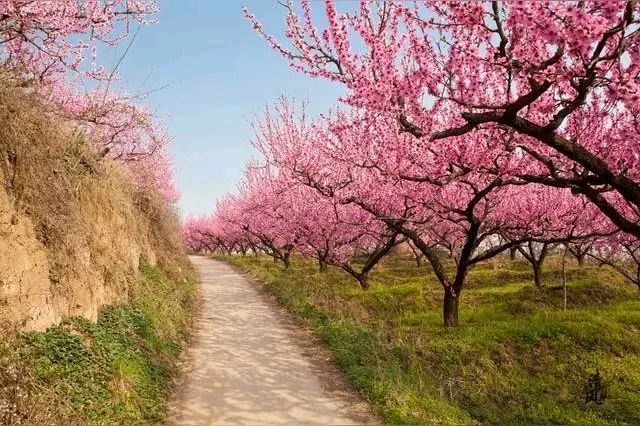 「纪实散文」桃花依旧笑春风（图14）