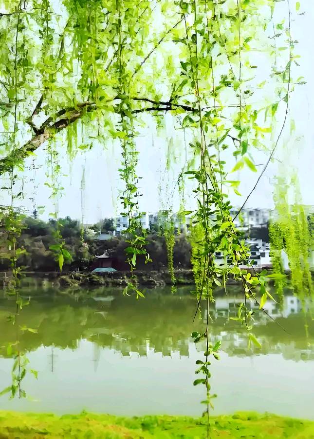 欣赏红霞老师新诗·《春意浓》（图3）