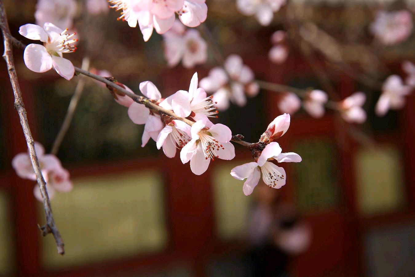 聆听 ‖ 梦缘梦朗诵《山桃花*外二首》作者/程忠斌（图4）