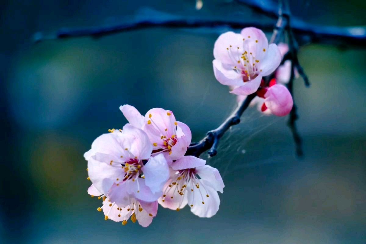 聆听 ‖ 梦缘梦朗诵《山桃花*外二首》作者/程忠斌（图6）