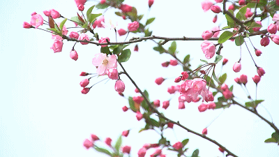 【神都诗社】龙门诗苑第032期《三月春光》(图22)