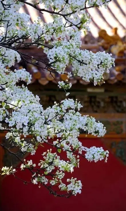 春晴赋/当代的保尔·柯察金与健康漫谈(文/孙述考)/杏林漫语录 医治有缘人(文/王保江)……莲叶之珠文学社(图9)