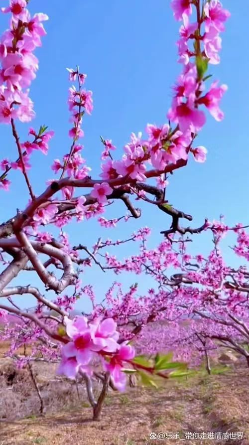 李进长的《五律 盼桃花》