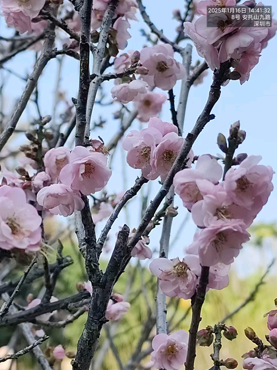 春分诗词四首/张昕（图5）