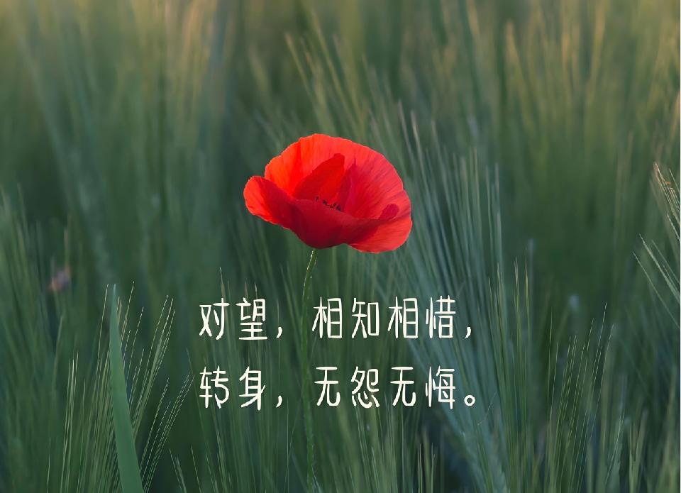 诗人景月华（澳大利亚）集句创作选编｜海外头条（图7）