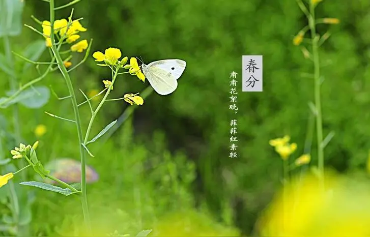 七律·乙巳春分吟（文/邹晓华）……莲叶之珠文学社（图4）
