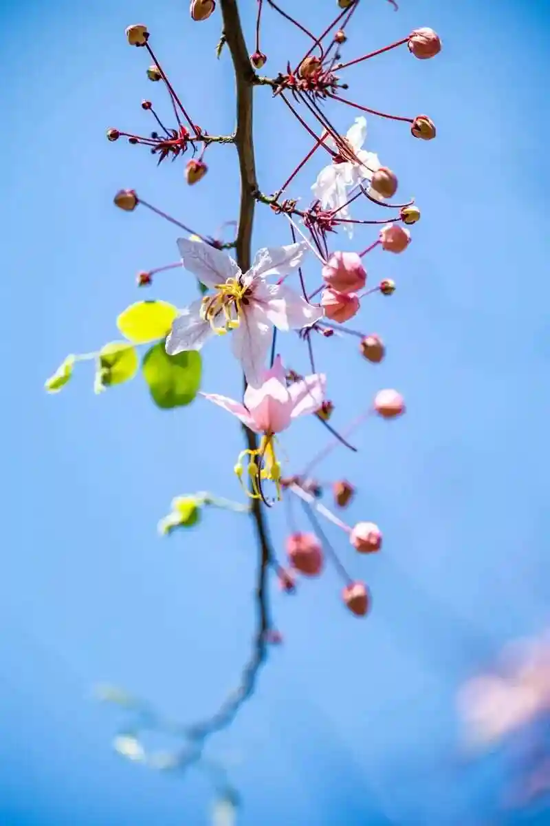 【新山东文学社】《钓春》作者/陈铠 主播/海豚(图5)