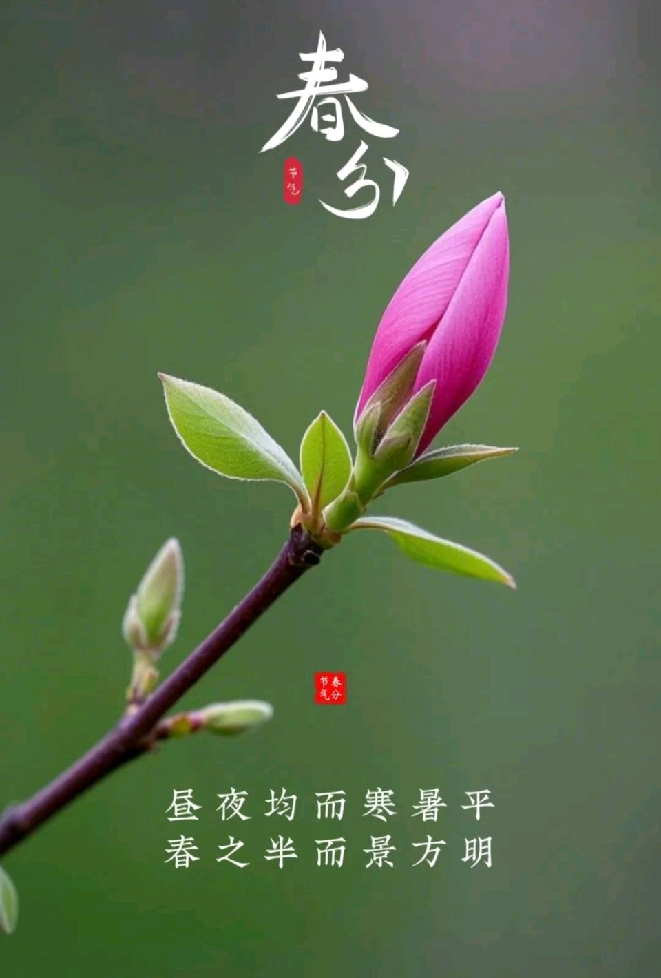 《九江文学社：北京头条》《乙巳春分节气》专刊（图14）