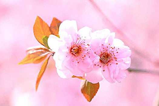 【散文诗】《春声赋》作者:韦民/陕西宝鸡（图3）